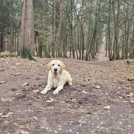 The Veluwse Forest Шале
