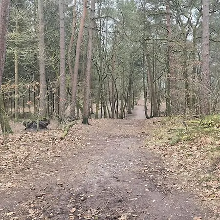 The Veluwse Forest *