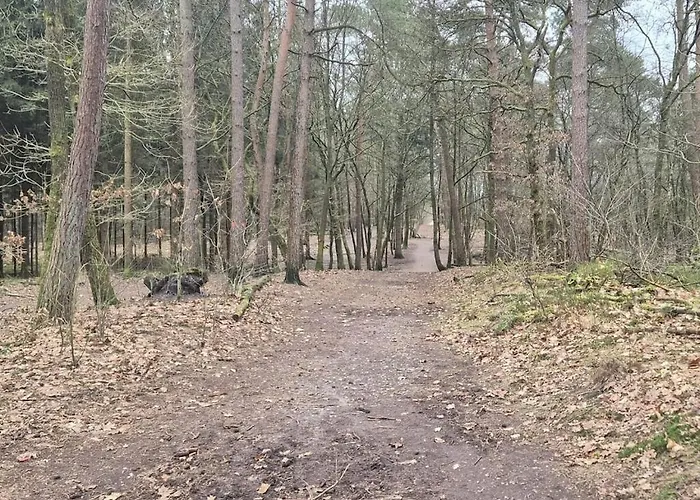 The Veluwse Forest *